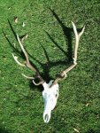 Elk skull2 2014.jpg