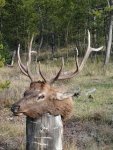 Bull elk 2014.jpg