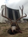 deer.jpg