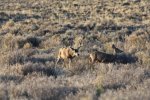 Jeff's Deer Hunt 2014 049.jpg