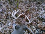2014buck.jpg