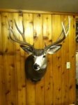 md%20mount.jpg