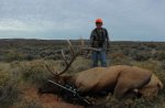 IMG_9372Bull3.jpg