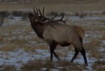 IMG_0743elk3.jpg