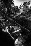 IMG_9682bw1.jpg