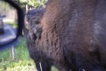Bison.jpg