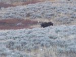 moose.jpg