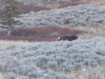 moose1.jpg