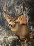 Mule Deer mount 2.jpg