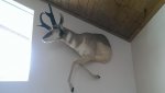 Antelope 2.jpg