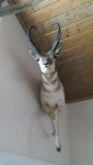 Antelope 1.jpg