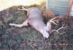 Buck in orchard.jpg
