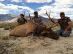 2014 Lonnies Tule Elk.jpg