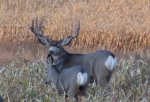 IMG_0165lrcrop.jpg