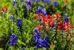 Hill Country Wildflowers-5741-X2.jpg
