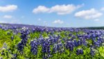 Hill Country Wildflowers-5798-X2.jpg