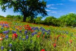 Hill Country Wildflowers-5862-X2.jpg