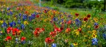 Hill Country Wildflowers-5875-X2.jpg