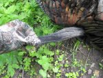 TurkeySP 2015.jpg