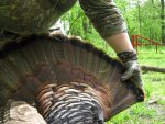 TurkeySP 2015-3.jpg