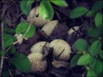 turkey nest 1.jpg