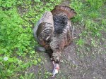 TurkeySP 2015-2.jpg