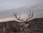 Buck5.jpg