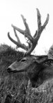 . (11) - Copy.jpg
