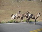 Big Horn Sheep.jpg