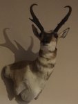 Antelope.jpg