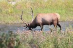 IMG_1126sat.jpg