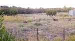 Some of 5 big bucks on Rd P.jpg