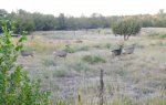 Several bucks on Rd P.jpg