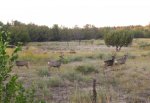 Bucks on Road P 9 8 2015.jpg