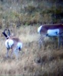 2015 Antelope (9).jpg