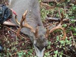 HR Deer 043.jpg