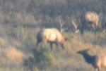 2015 elk zoomed.jpg