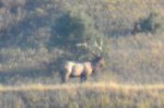 elkzoom3.jpg
