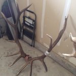 elk3.JPG