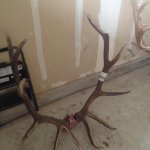 elk2.JPG