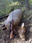 Cow elk.jpg