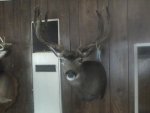 deermount.JPG