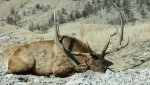 Nevada Bull 01.jpg