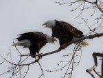 IMG_1438.jpg