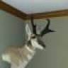 HuskyMusky