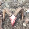 DoubleDropMuley