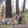 Timber Stalker