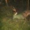 Alabama