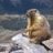 Wooly Marmot