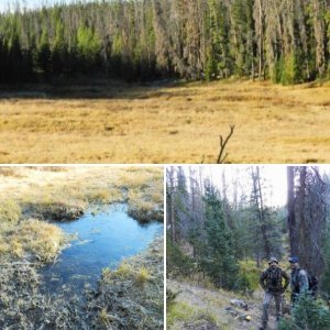 Hunting the Snowies